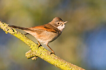 Grasmus, Common Whitethroat, Sylvia communis