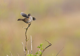 Dunnock, Heggenmus, Prunella modularis