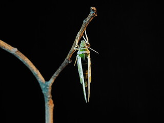 view at night of a new born Oleander Hawk-Moth (Daphnis nerii) perching on dry branch with black background.