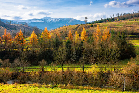 sunny afternoon in mountainous countryside. trees in autumn foliage. snow capped peak in the distance. beautiful rural area of carpathians