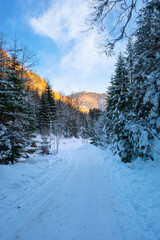 road through synevyr national park in winter. trees and path covered in snow. beautiful mountain landscape in afternoon