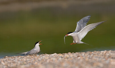 Common Tern, Visdief, Sterna hirundo