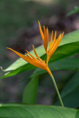 Fototapeta premium Beautiful Heliconia flower. Common names for the genus include Dwarf Jamaican flower,lobster-claws, toucan peak, wild plantains or false bird-of-paradise.