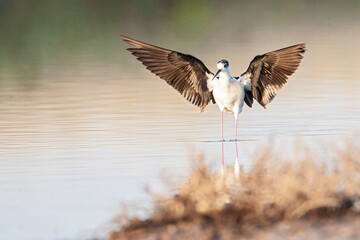 Black-winged Stilt, Himantopus himantopus