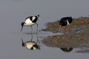 Eurasian Oystercatcher and Pied Avocet, Scholekster en Kluut, Haematopus ostralegus and...