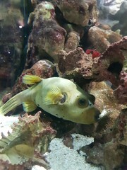 fish and coral