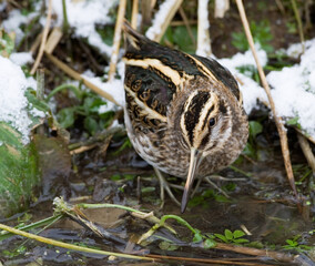 Jack Snipe, Bokje, Lymnocryptes minimus