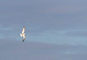 Common Tern, Sterna hirundo