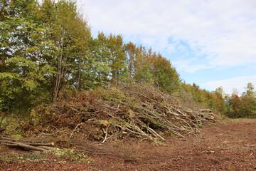 Deforested area in a forest with cutted trees in Northern Italy