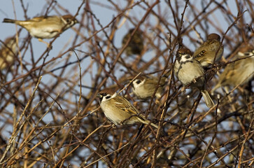 Eurasian Tree Sparrow, Ringmus, Passer montanus