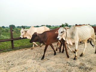 Group of cows going to their house