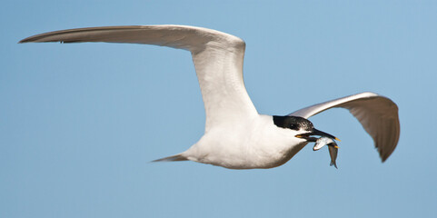 Grote stern, Sandwich Tern, Sterna sandvicensis