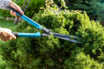 Obraz premium Blue garden shears in woman hands while pruning thuja in the garden on a sunny day