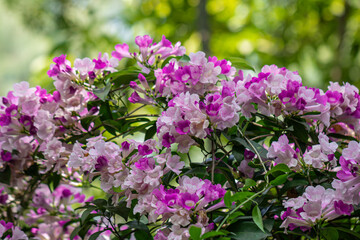 Fototapeta premium Beautiful Mansoa alliacea flower or Garlic vine flower in the garden.Purple and white flower.