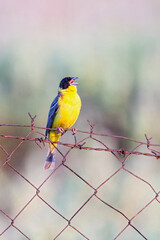 Black-headed Bunting, Emberiza melanocephala
