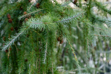 Wet green larch branches in the early morning close up