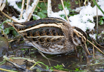 Jack Snipe, Bokje, Lymnocryptes minimus