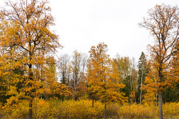 Fototapeta premium Yellow autumn forest in Russia