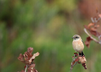 Siberian Stonechat, Saxicola maurus