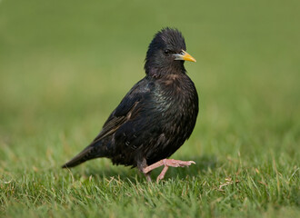 Common Starling, Spreeuw, Sturnus vulgaris