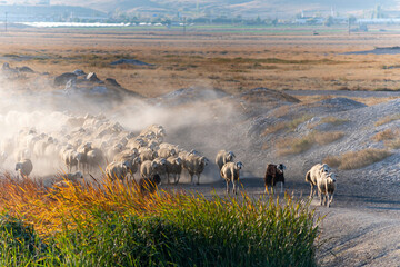 White sheep on the land with beautiful sunset. Many sheep walking around the field .Farm animals concept.