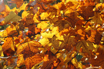 Yellow and orange leaves of Tulip tree in the garden on autumn. Liriodendron tulipifera. Autumn background 