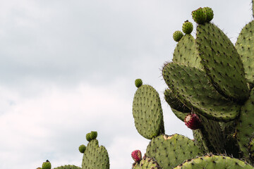 Mexican cactus with a tuna fruit