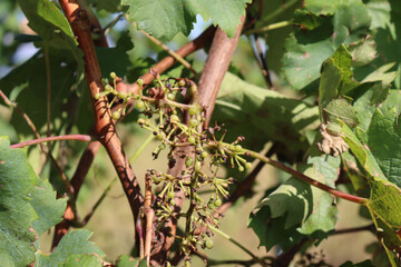 Vineyard in northern Italy after harvest season. Cultivated vine plants in autumn