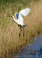 Eurasian Spoonbill, Lepelaar, Platalea leucorodia