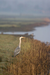 Blauwe Reiger, Grey Heron, Ardea cinerea