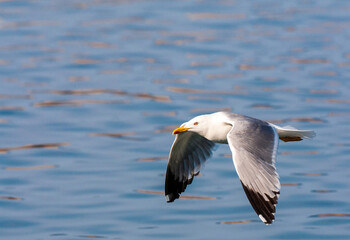 Fototapeta na wymiar Yellow-legged Gull, Larus michahellis michahellis