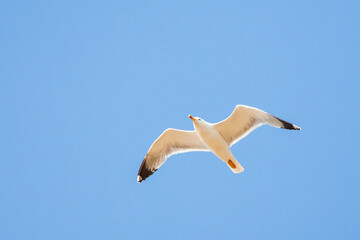 Yellow-legged Gull, Larus michahellis michahellis