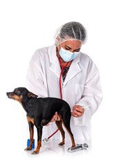 pinscher and vet