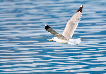 Yellow-legged Gull, Larus michahellis michahellis