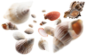 Beautiful seashells levitate on a white background