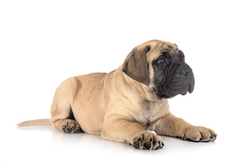 puppy bullmastiff in studio