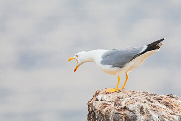 Yellow-legged Gull, Larus michahellis michahellis