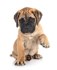 puppy bullmastiff in studio