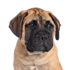 Obraz premium puppy bullmastiff in studio