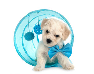 Bichon Frise in studio