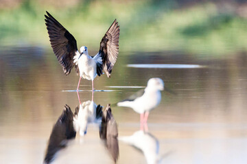 Black-winged Stilt, Himantopus himantopus