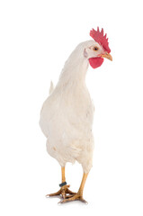 Leghorn chicken in studio