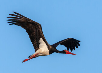 Black Stork, Ciconia nigra