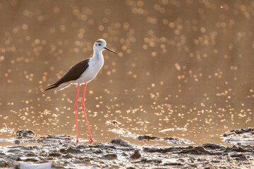 Black-winged Stilt, Himantopus himantopus