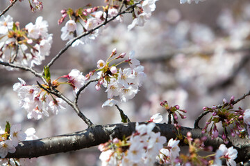 Obraz premium 満開のさくら