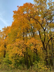 autumn in the forest