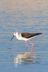 Black-winged Stilt, Himantopus himantopus