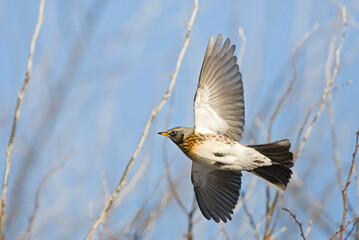 Kramsvogel, Fieldfare, Turdus pilaris