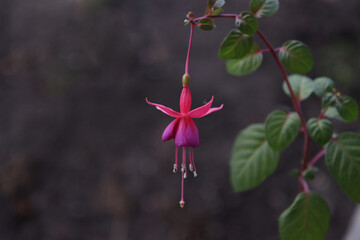 Summer flowering pink Fuchsia hanging flowers