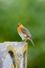 European Robin, Roodborst, Erithacus rubecula